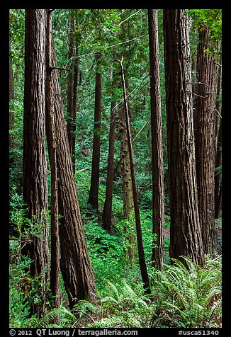 Redwood trees on hillside. Muir Woods National Monument, California, USA