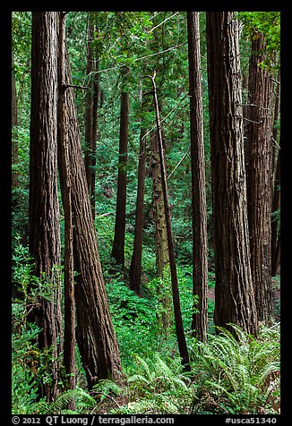 Redwood trees on hillside. Muir Woods National Monument, California, USA (color)