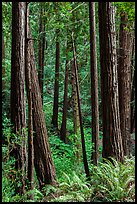 Redwood trees on hillside. Muir Woods National Monument, California, USA (color)