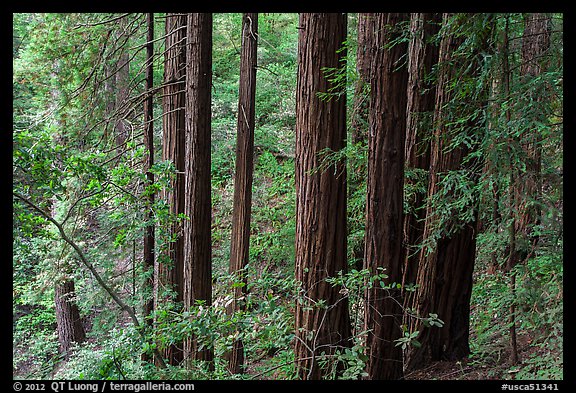 Grove of redwood trees. Muir Woods National Monument, California, USA (color)