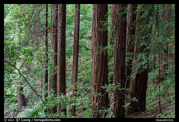 Grove of redwood trees. Muir Woods National Monument, California, USA (color)