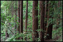Grove of redwood trees. Muir Woods National Monument, California, USA ( color)
