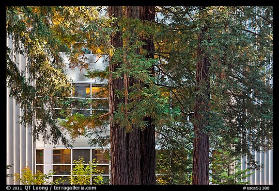 Redwood trees and campus buidling, University of California. Santa Cruz, California, USA