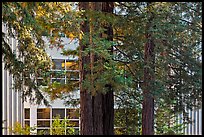 Redwood trees and campus buidling, University of California. Santa Cruz, California, USA (color)