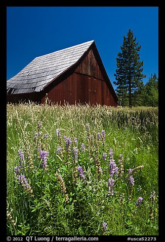 Barn, Foresta. California, USA (color)