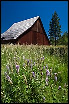 Barn, Foresta. California, USA (color)