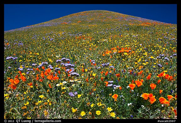 Multicolored flowers and hill, Gorman Hills. California, USA (color)
