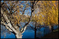 Pond and willows in autumn, Ed Levin County Park. California, USA ( color)