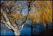 Pond and willows in autumn, Ed Levin County Park. California, USA (color)