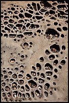 Taffoni rock with holes filled by pebbles, Bean Hollow State Beach. San Mateo County, California, USA (color)