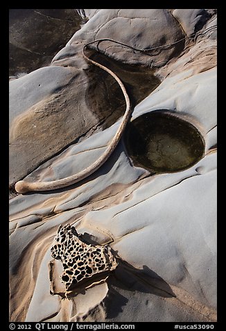 Taffoni and kelp, Bean Hollow State Beach. San Mateo County, California, USA