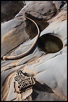 Taffoni and kelp, Bean Hollow State Beach. San Mateo County, California, USA ( color)