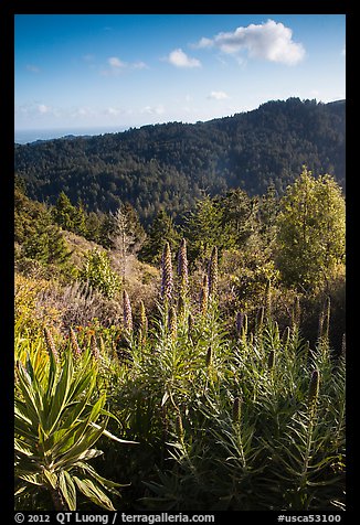 Pride of Madeira (Echium candicans) above valley and redwood forest. Muir Woods National Monument, California, USA (color)