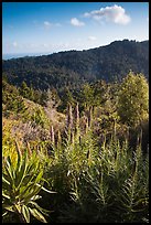 Pride of Madeira (Echium candicans) above valley and redwood forest. Muir Woods National Monument, California, USA ( color)