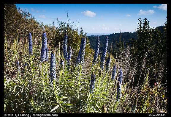 Pride of Madeira and view over forest and Ocean from top of ridge. Muir Woods National Monument, California, USA (color)