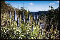 Pride of Madeira and view over forest and Ocean from top of ridge. Muir Woods National Monument, California, USA ( color)