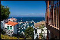 Hillside houses overlooking harbor, Avalon Bay, Santa Catalina Island. California, USA (color)