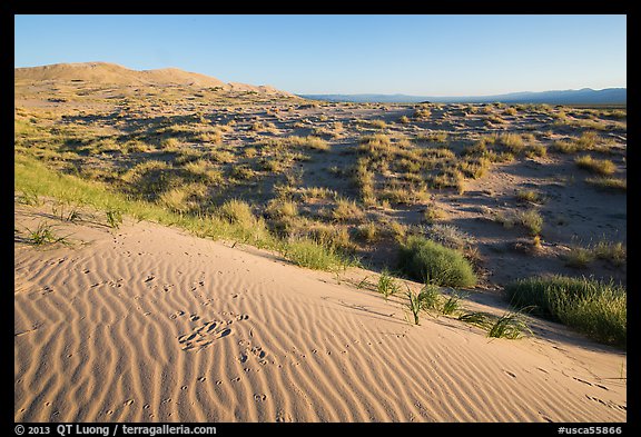 Sand ripples on Kelso Dunes, early morning. Mojave National Preserve, California, USA (color)