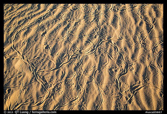 Ripples and animal tracks on dunes. Mojave National Preserve, California, USA