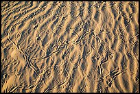 Ripples and animal tracks on dunes. Mojave National Preserve, California, USA ( color)