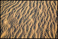 Ripples and animal tracks on dunes. Mojave National Preserve, California, USA (color)
