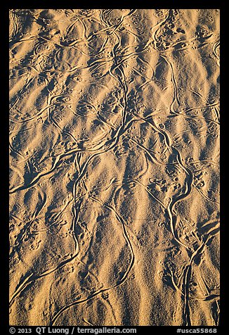 Close-up of sand ripples with animal tracks. Mojave National Preserve, California, USA