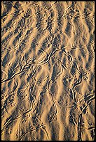 Close-up of sand ripples with animal tracks. Mojave National Preserve, California, USA (color)