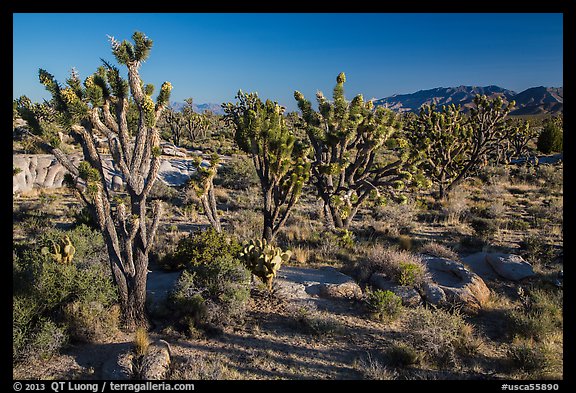 Joshua trees in bloom. Mojave National Preserve, California, USA (color)