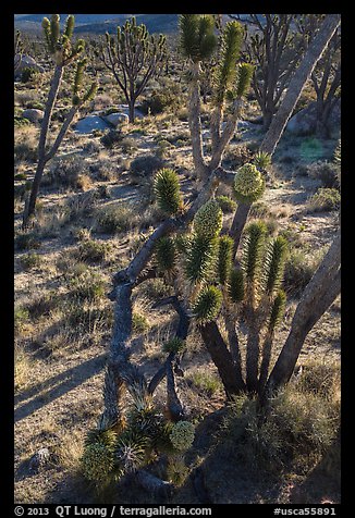 Backlit joshua tree forest with blooms. Mojave National Preserve, California, USA