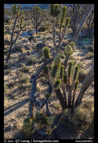 Backlit joshua tree forest with blooms. Mojave National Preserve, California, USA (color)