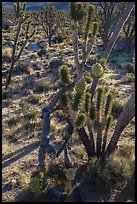 Backlit joshua tree forest with blooms. Mojave National Preserve, California, USA ( color)