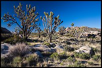 Joshua trees and Teutonia Peak. Mojave National Preserve, California, USA (color)