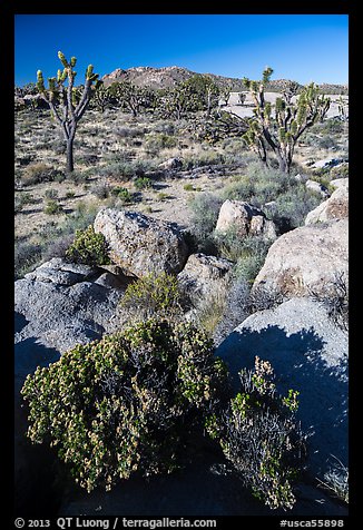 Rocks, Joshua Trees, and Teutonia Peak. Mojave National Preserve, California, USA (color)