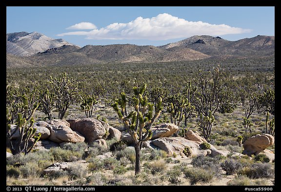 Joshua tree forest, Cima Dome. Mojave National Preserve, California, USA (color)