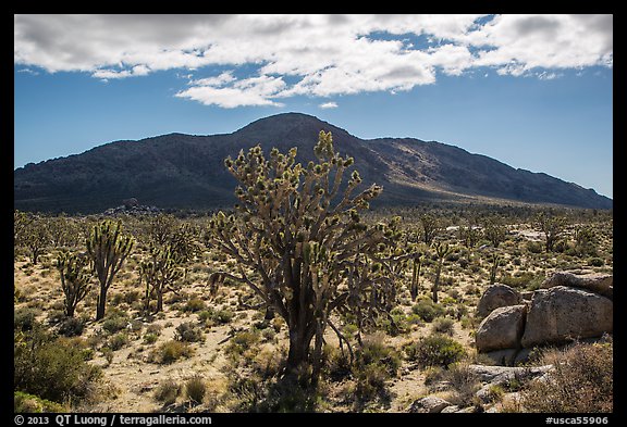 Joshua trees, Cima Dome. Mojave National Preserve, California, USA