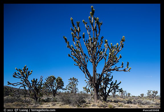 Tall, multi-branced Joshua trees in bloom. Mojave National Preserve, California, USA (color)
