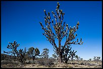 Tall, multi-branced Joshua trees in bloom. Mojave National Preserve, California, USA (color)