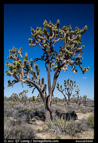 Joshua trees (Yucca brevifolia). Mojave National Preserve, California, USA (color)