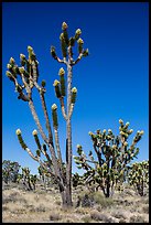 Joshua trees (Yucca brevifolia) with flowers. Mojave National Preserve, California, USA (color)