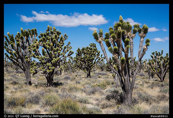 Dense forest of Joshua trees blooming. Mojave National Preserve, California, USA