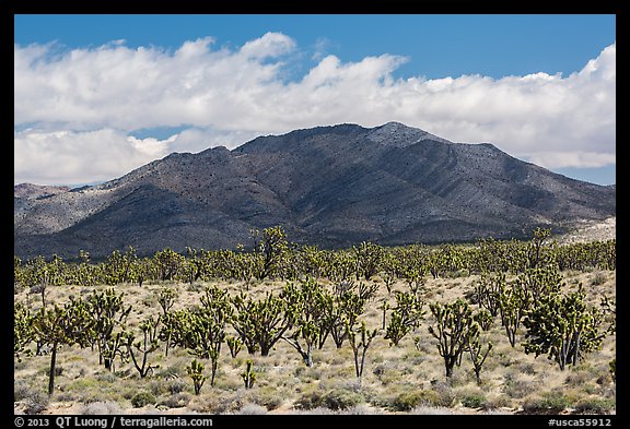 Joshua tree forest and Ivanpah Mountains. Mojave National Preserve, California, USA