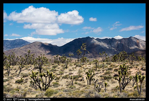 Joshua trees and Ivanpah Mountains. Mojave National Preserve, California, USA