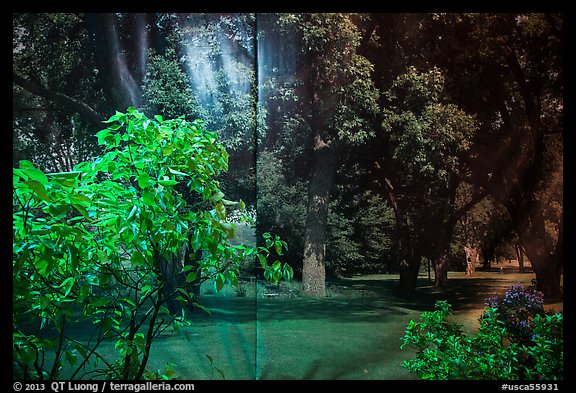 Plants and forest backdrop, Paramount lot. Hollywood, Los Angeles, California, USA