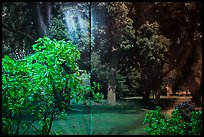 Plants and forest backdrop, Paramount lot. Hollywood, Los Angeles, California, USA ( color)