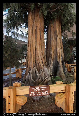 Sequoias, Fresno Yosemite Airport. California, USA (color)