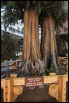 Sequoias, Fresno Yosemite Airport. California, USA ( color)