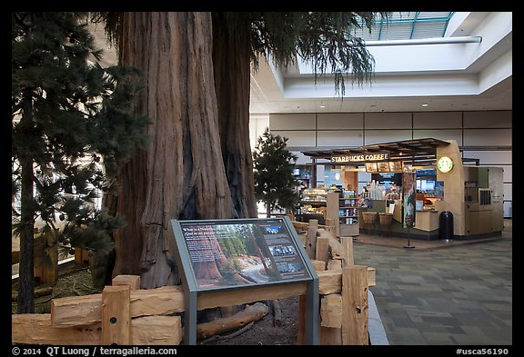 Interpretive sign, sequoias, and cafe, Fresno Yosemite Airport. California, USA