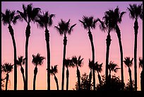 Palm trees at sunset. Los Angeles, California, USA ( color)