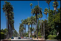 Street lined up with tall palm trees. Beverly Hills, Los Angeles, California, USA ( color)