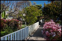 Pedestrial residential alley in springtime. Venice, Los Angeles, California, USA ( color)